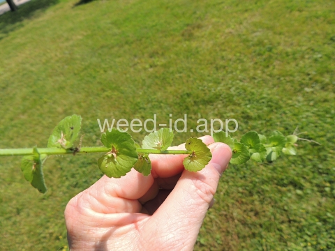 venuslookingglass, common